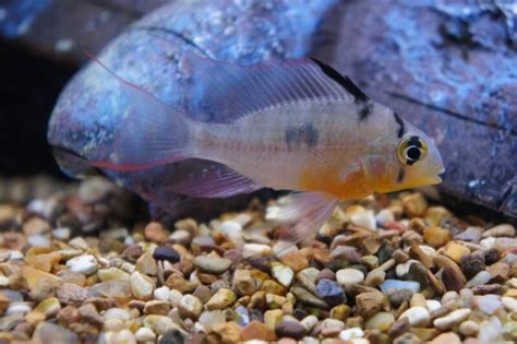 Ram Cichlid Care Guide: Tank Setup, Diet, Breeding & .